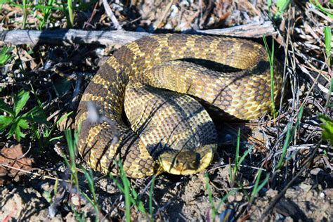 Eastern Hognose Snake A Guide To Snakes Of Southeast Texas · Inaturalist