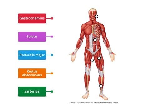 Muscular System Labelled Diagram