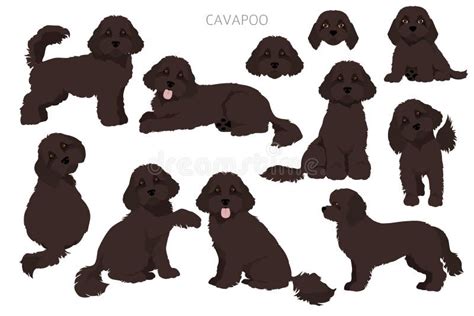 Cavoodle Stock Illustrations – 65 Cavoodle Stock Illustrations, Vectors ...