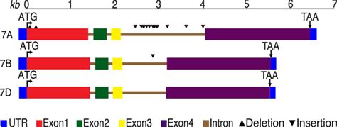 Molecular Characterization Of Auxin Efflux Carrier Abcb1 In Hexaploid Wheat Scientific Reports