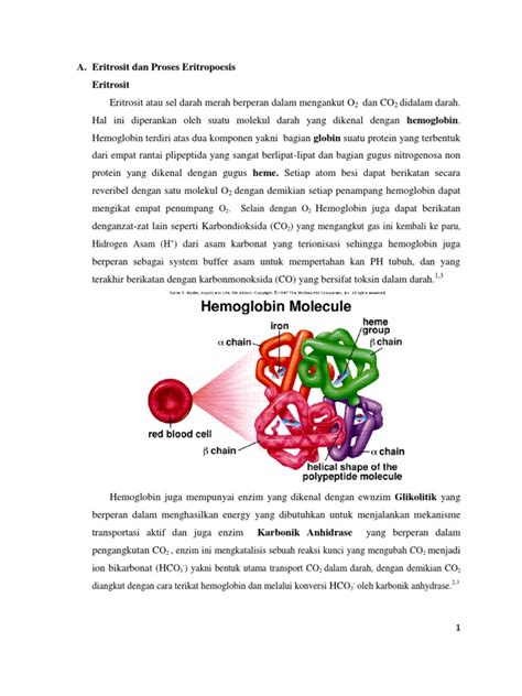 Pdf Eritrosit Dan Proses Eritropoesis Fajrin Dokumen Tips