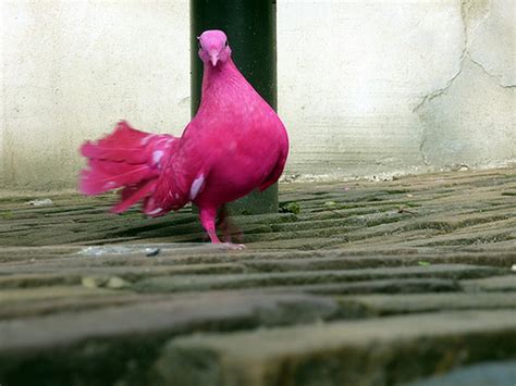 Разоблачаем! Существуют ли розовые голуби?: masterok — LiveJournal