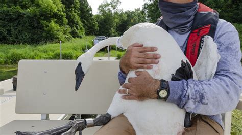 Minnesota researchers track trumpeter swans to study migration, habitat ...