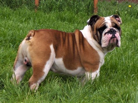 Bulldog - Puppies, Rescue, Pictures, Information, Temperament ...