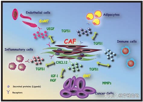 【罗工流式秘籍76】快速了解肿瘤相关成纤维细胞（cafs） 知乎