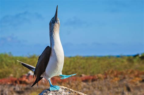 Galapagos Islands Facts - Fun Facts | National Geographic Expeditions