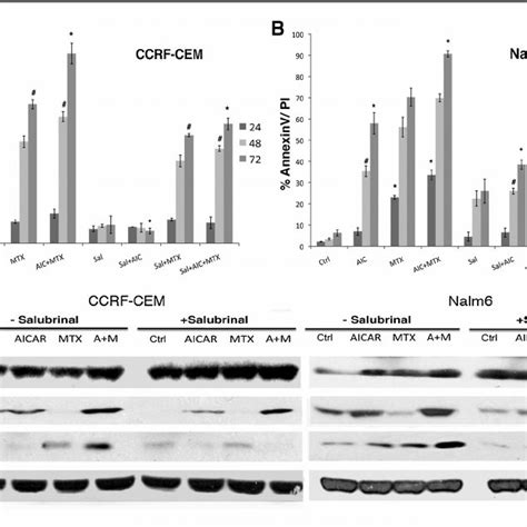 Er Stress Inhibition Alleviates Aicar Plus Mtx Induced Er Stress And