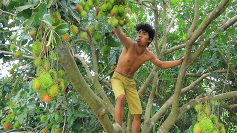 Adventure In Forest Find Fruit In The Jungle Show Eating Rambutan