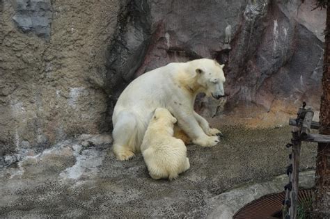 『7月初めの旭川、2度目の旭山動物園 ②20日ぶりに再会した ホッキョクグマの赤ちゃん は、ますますの芸達者ぶりだった！』旭川北海道の