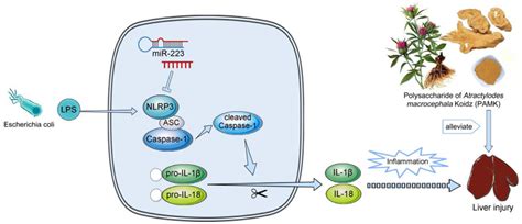 Scheme Summarizing The Protective Effects Of Pamk On Lps Induced Liver