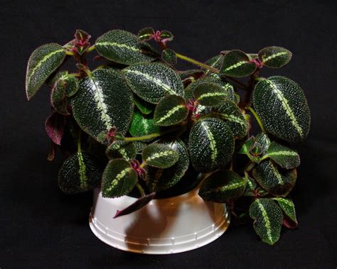 Episcia Cupreata ‘la Soledad Bronze Gesneriad Reference Web