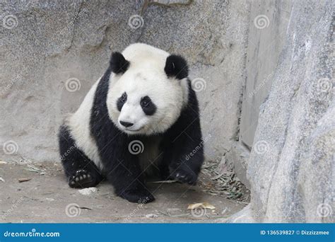 Fluffy Panda In Shanghai China Stock Image Image Of Melanoleuca