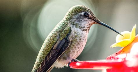 Hummingbird Feeding FAQs | Audubon