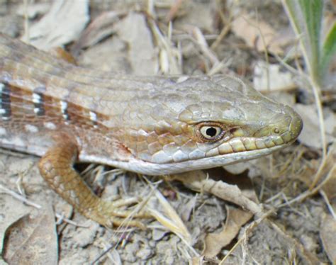 anguidae merritt college herpetology