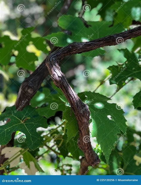 Wild Grapevine (Vitis Vinifera) Vines With Leaves And Bark Royalty-Free
