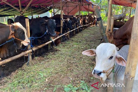 Stok Hewan Kurban Cukup Untuk Kebutuhan Idul Adha Di Jakarta Antara News