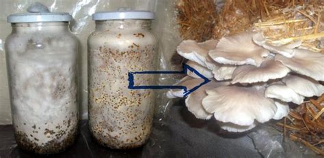 grow oyster mushroom spawn  tech  steps  pictures