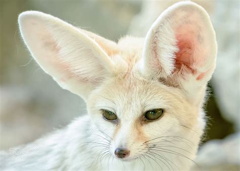 I Am All Ears Fennec Desert Fox Ich Bin Ganz Ohr Fennek