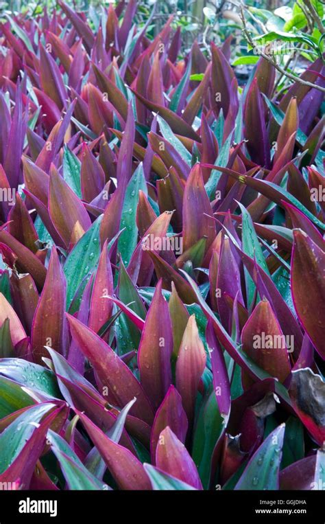 Tradescantia Spathacea Syn Rhoeo Discolor Miw250870 Stock Photo