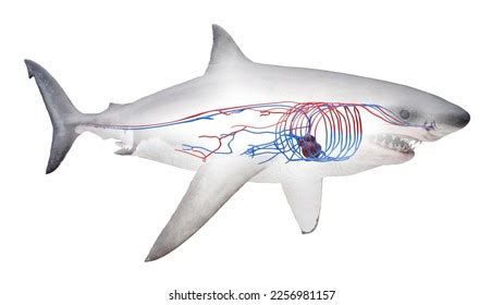 1,116 Shark With Blood Images, Stock Photos & Vectors | Shutterstock