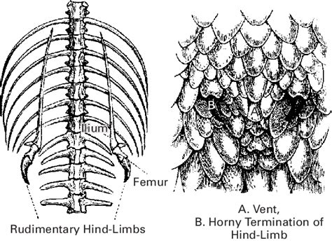 Vestigial Pelvic Girdle Ilium And Hind Limb Femur Skeletal