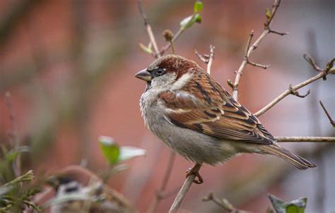 House Sparrow Audubon Field Guide