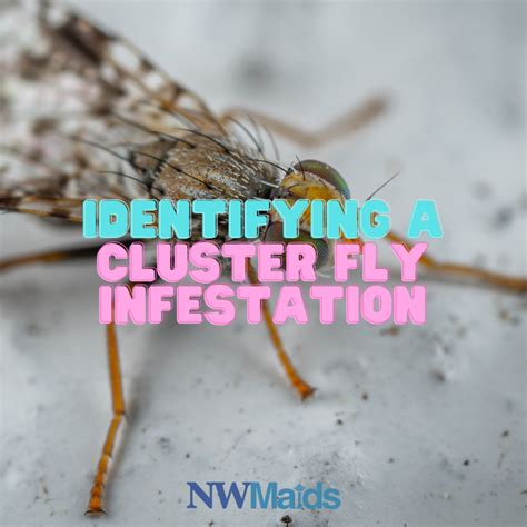 Comprehensive Guide On Dealing With Cluster Flies Nw Maids