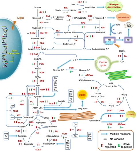 Genomic And Transcriptomic Features Of Central Carbon Metabolism In C