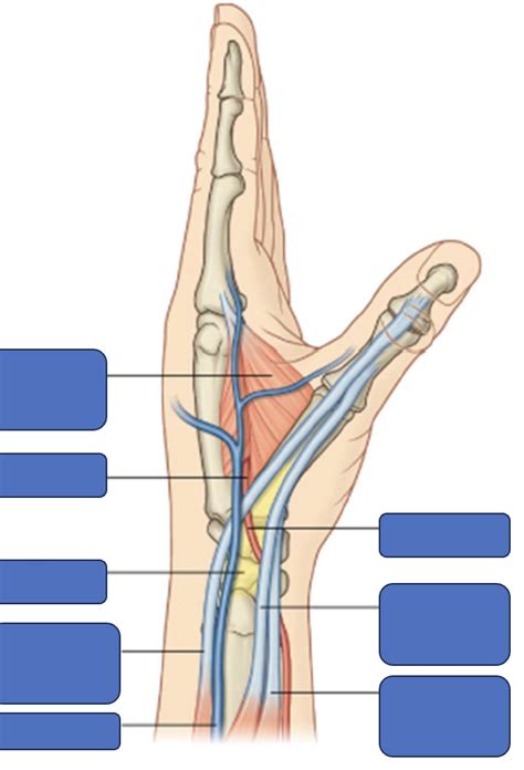 Lateral Hand Diagram Quizlet