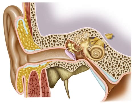 Estructura Del O Do Medio Y De La C Clea Ilustraci N Del Vector