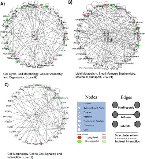 The Top Scoring Ipa Networks A Cell Cycle Cell Morphology Cellular Download Scientific