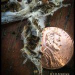 Browntail Moth - Home and Garden IPM from Cooperative Extension