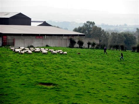 Moving Sheep Bracky Kenneth Allen Geograph Ireland