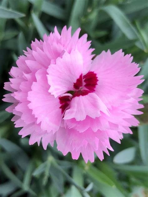 Dianthus Everlast™ Lavender + Eye - Plantjoy