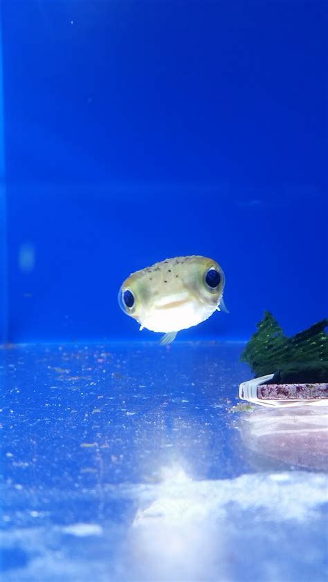 Baby Pufferfish : r/aww