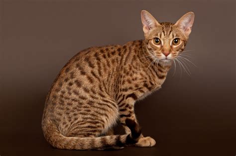 6 Ocicat Breeders - The List Of The Worthy Ones