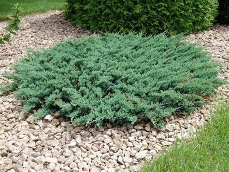 Можжевельник стелющийся: уход, советы по выращиванию | Easy landscaping ...