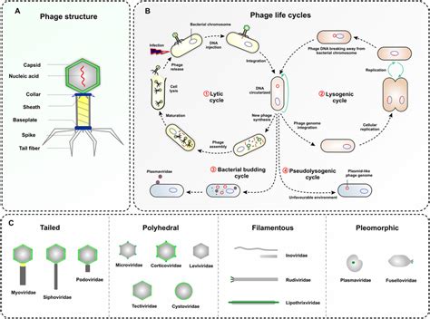 An Overview On Structure Morphology And Life Cycles Of Download Scientific Diagram