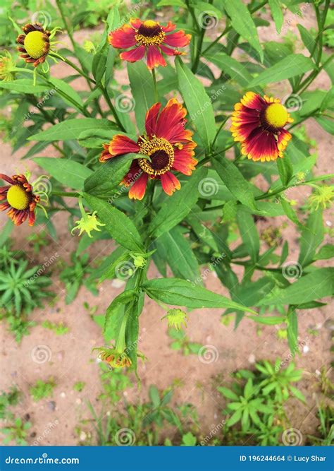 Three Blooming Helenium Perennial Flowers on a Blurred Green Background