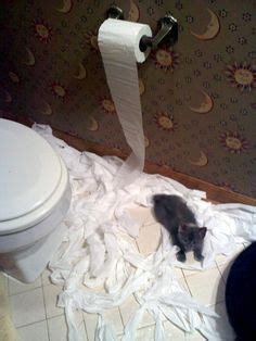 Cats Shredding Tp On Pinterest Toilet Paper Paper Towels And Cats