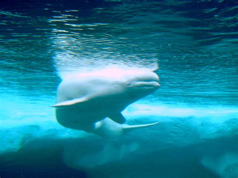 Beluga Whale Abuse At Seaworld The Beluga Whale Story At Seaworld San ...