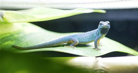 Electric Blue Gecko Care And Breeding Information Reptiles Magazine