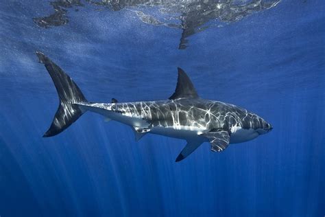 Download Great White Shark Sea Life Underwater Animal Shark Hd Wallpaper