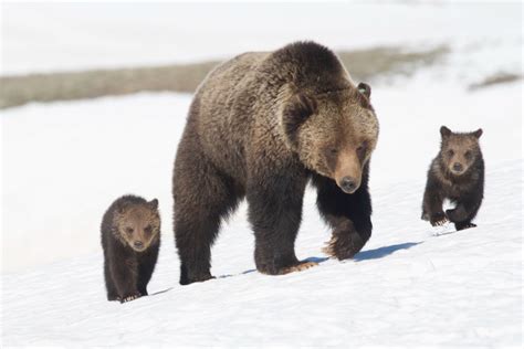 Montana Federal Judge Hears Arguments About Grizzly Killings • Daily