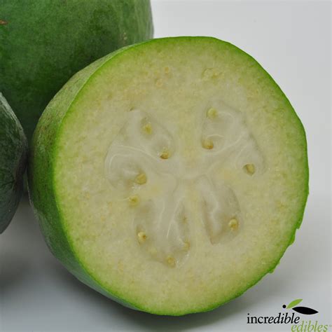 Feijoa Kakapo Incredible Edibles Nzs Edible Plant Specialists