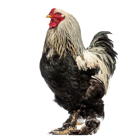 10 Awesome Rooster Breeds - Pampered Chicken Mama: Raising Backyard ...