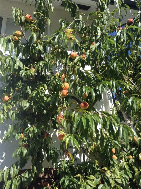 Harvesting Fruit 101 Time To Enjoy The Amazing Abundance Healthy