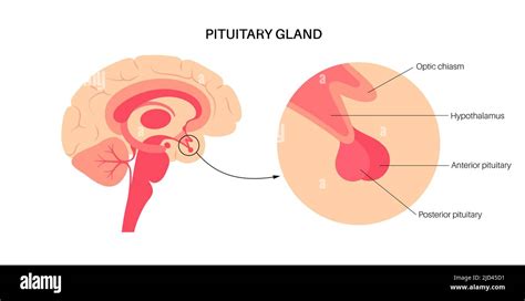 Pituitary gland anatomy, illustration Stock Photo - Alamy