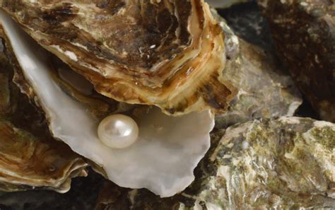 Akoya Pearls All You Need To Know About Them Herself Herself Jewelry