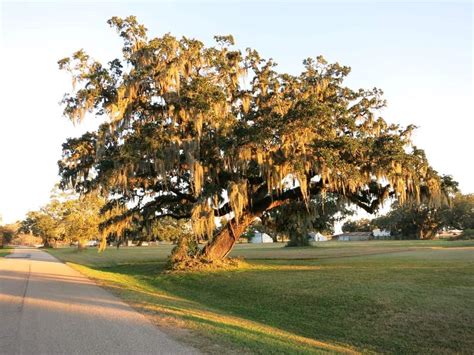 5 Terrific Types of Oak Trees in Texas - ProGardenTips